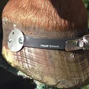 hoofcinchprod2 hoofcinchprod2